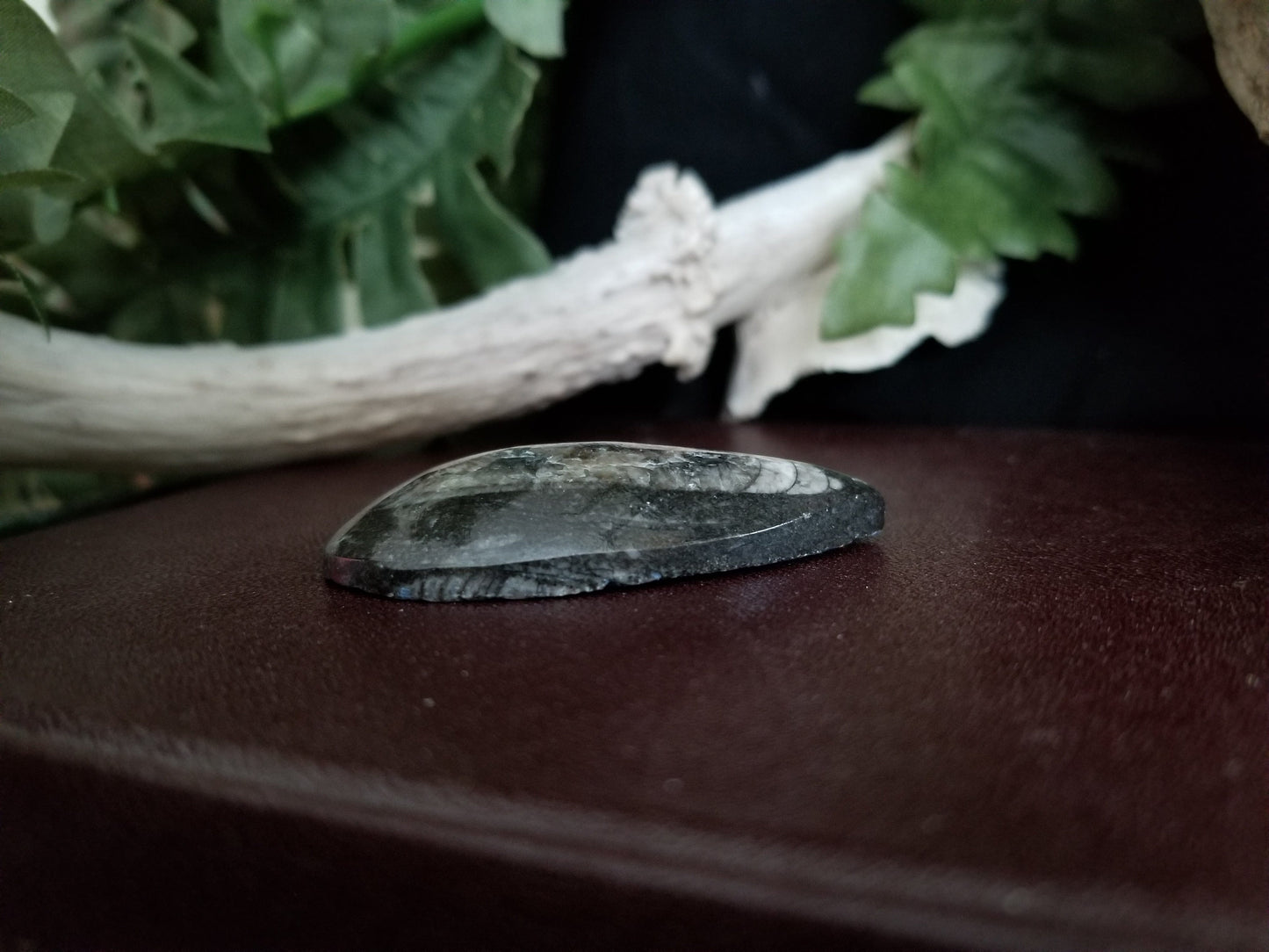 Orthoceras | Medium Teardrop