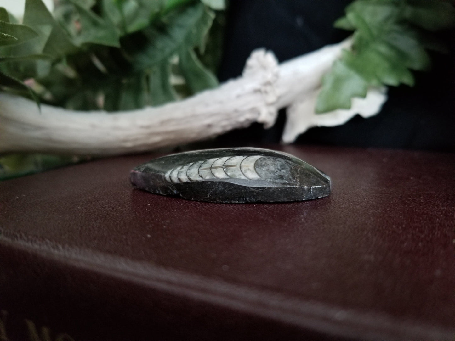Orthoceras | Medium Teardrop