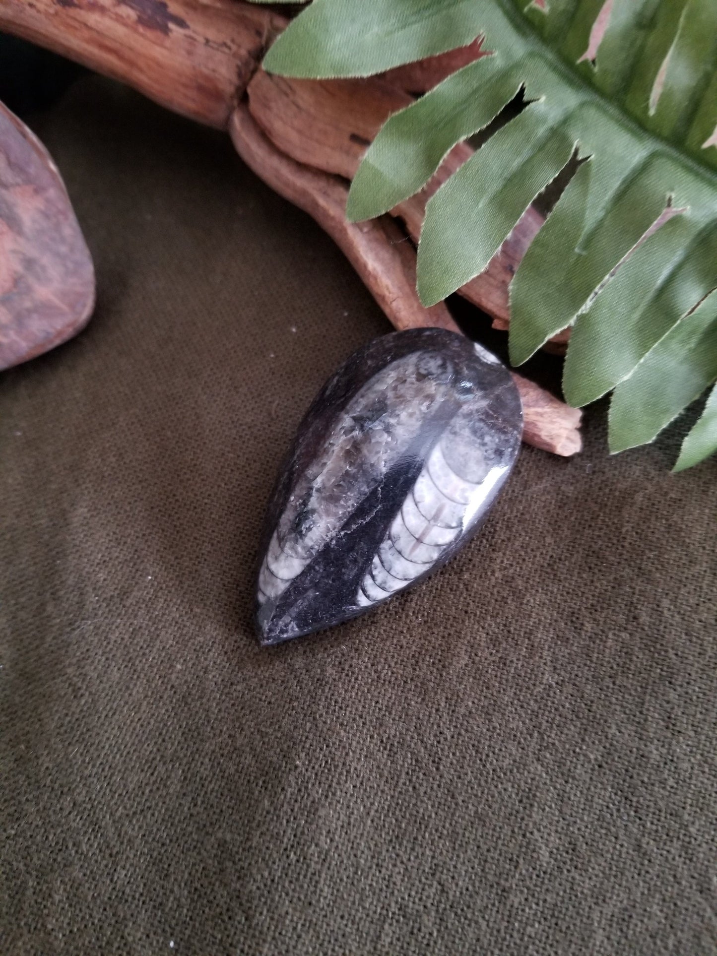 Orthoceras | Medium Teardrop