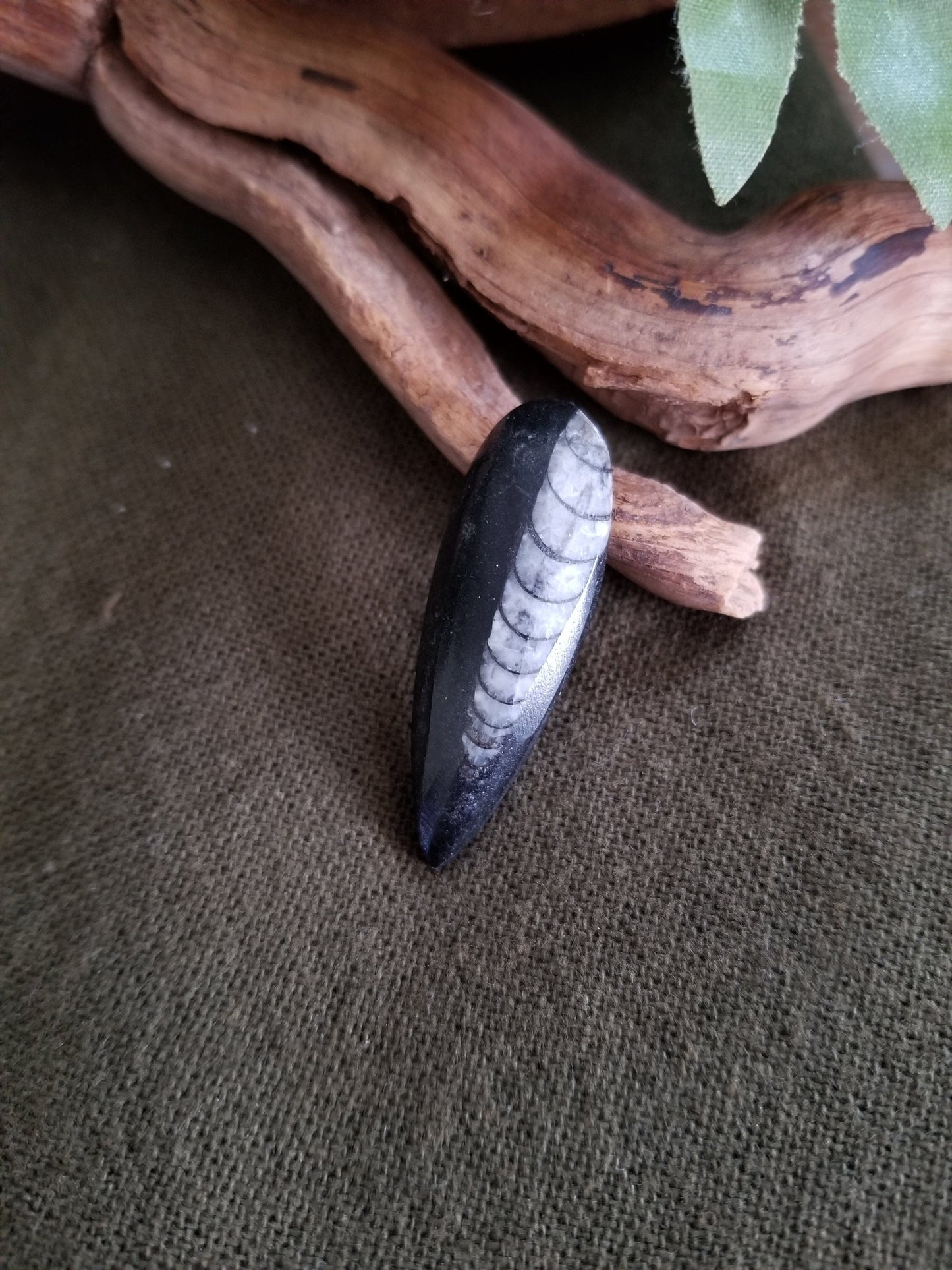 Orthoceras | Small Teardrop