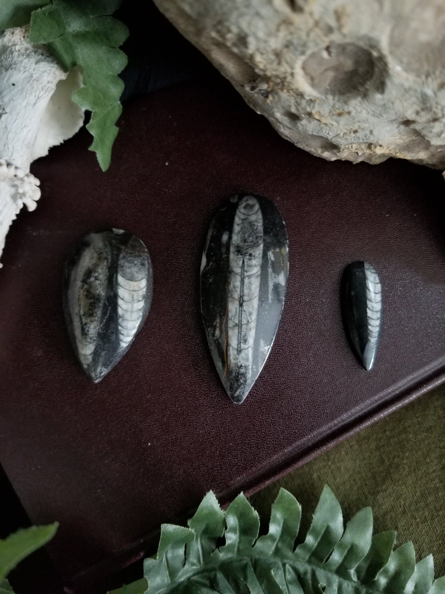 Orthoceras | Large Teardrop