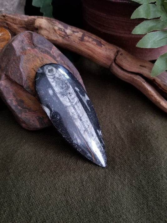 Orthoceras | Large Teardrop