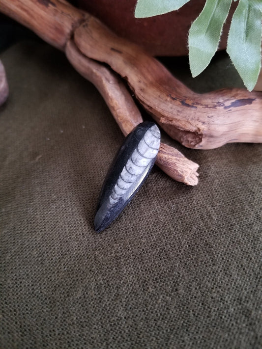 Orthoceras | Small Teardrop