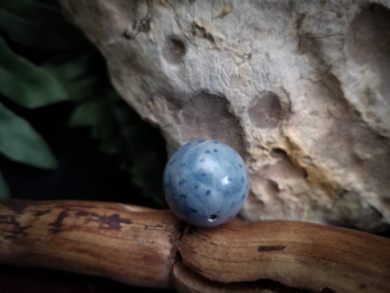 Fossilized Coral | Dyed Blue | Round Bead